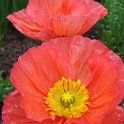 Papaver nudicaule 'Bulles de Champagne rose'